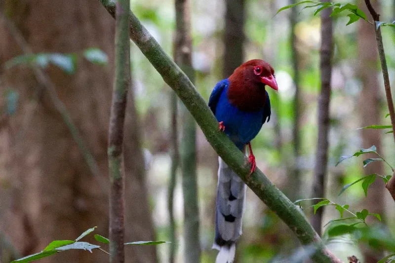 Ceylon Blue Magpie in Sinharaja Forest Reserve