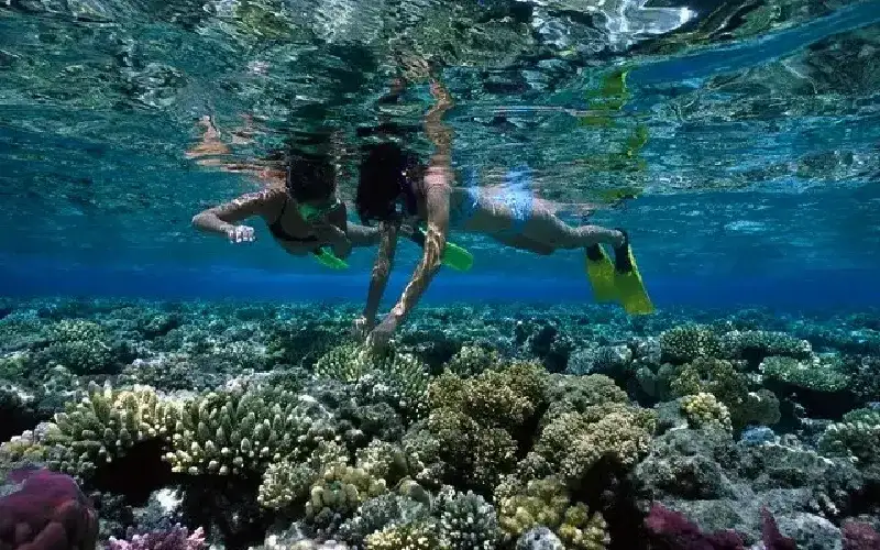 Plongée sous-marine dans les récifs coralliens de la mer Rouge près de Hurghada