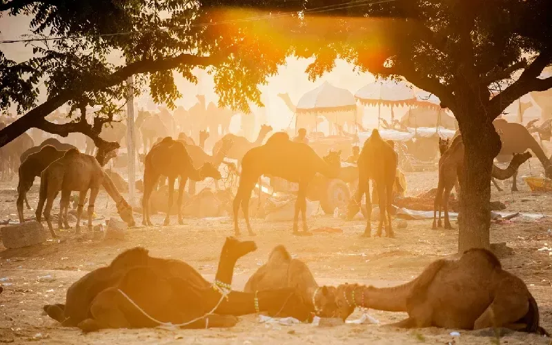fiera dei cammelli di pushkar