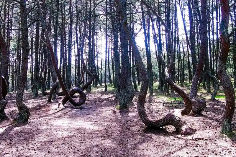 foreste più grandi del mondo