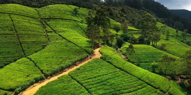 Plantación de té en Sri Lanka.