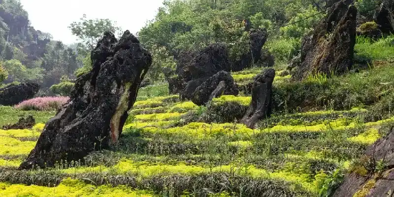 Pilares de piedra en un jardín de flores amarillas en el Parque de la Montaña Ham Rong, en Sa Pa, Vietnam.