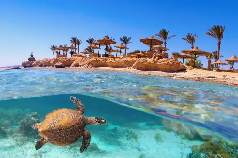 Spiaggia idilliaca con palme e ombrelloni, Mar Rosso, Egitto. 
