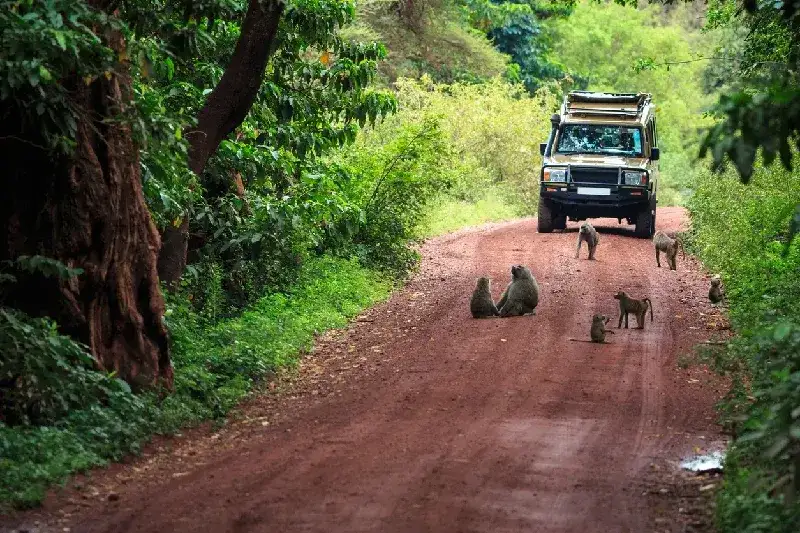 Safari Vehicle in Lake Manyara