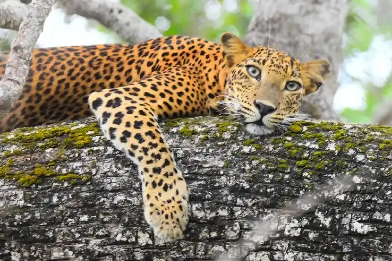 A leopard resting on a tree branch in Yala National Park