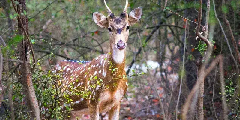 Retrato de un ciervo moteado en el Parque Nacional Sanjay Gandhi.