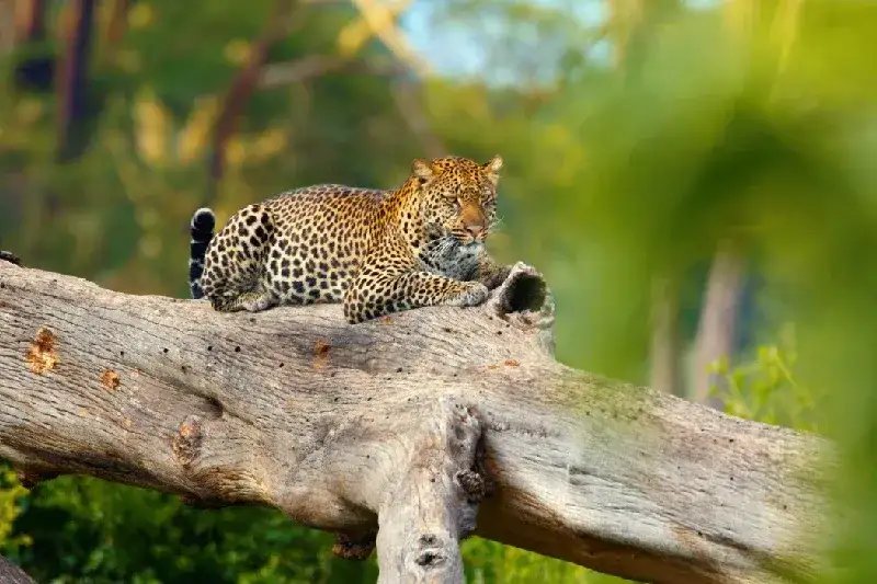 Leopard resting on a large fallen tree in Ngorongoro Crater