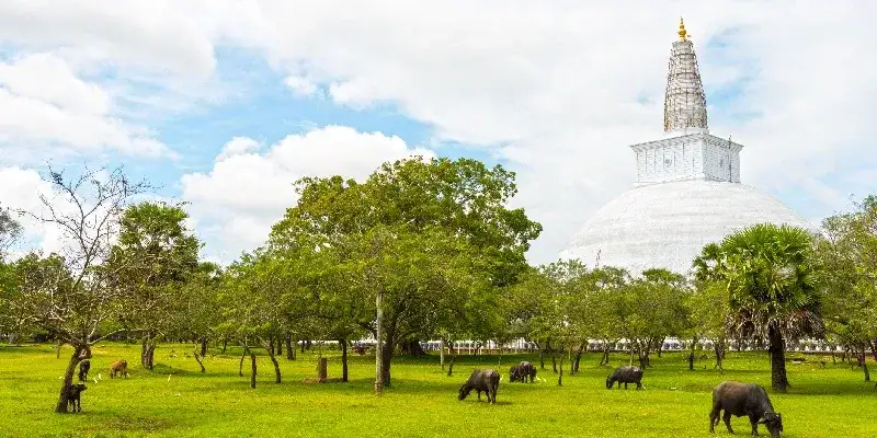 Ruwanwelisaya Chedi en la ciudad sagrada de Anuradhapura, Sri Lanka.