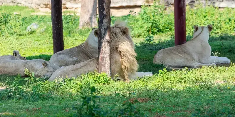 Leones en Dubai Safari Park