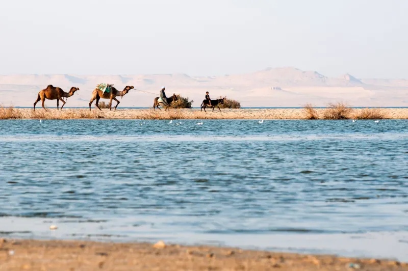 small camel and donkey caravan in Fayoum, Fayoum Egypt