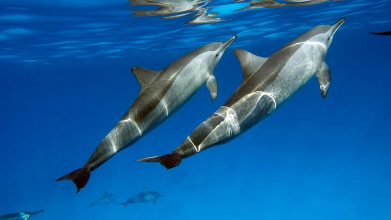 Dolphins in Red Sea Marsa Alam, Marsa Alam