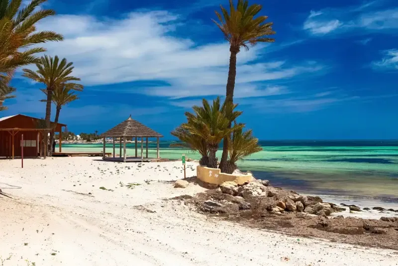 a beach with white sand and a green palm tree. Djerba Island, Tunisia