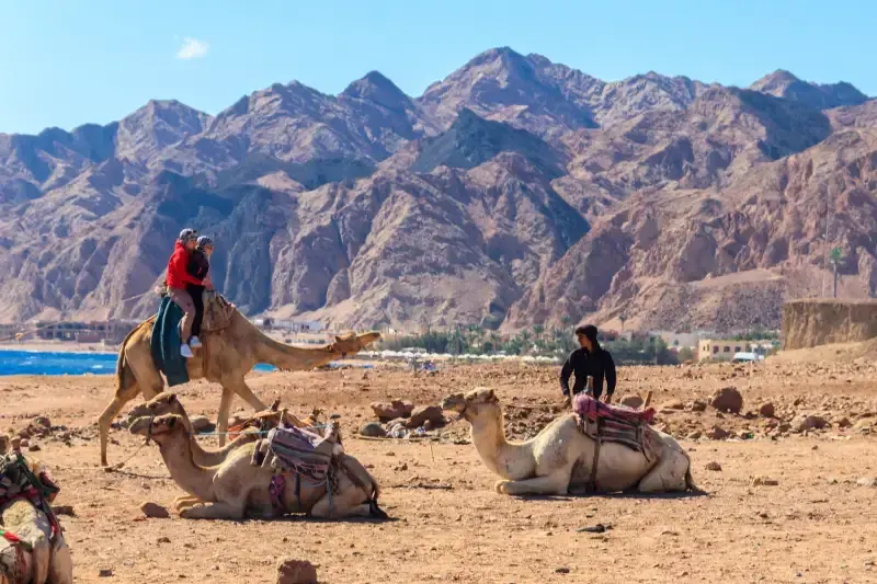 Dahab, Egitto: un gruppo di turisti fa un'escursione a dorso di cammello sulle rive del Mar Rosso, nel Golfo di Aqaba.