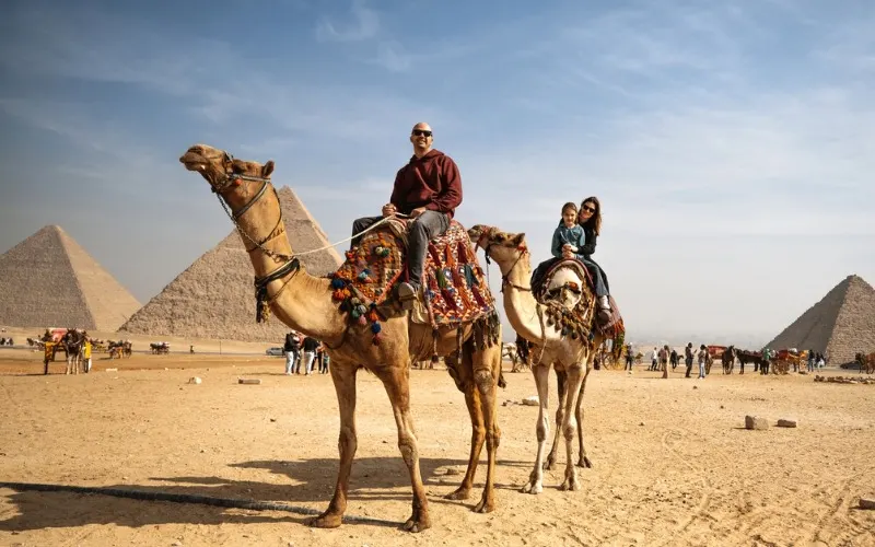 Camels in Giza Pyramids