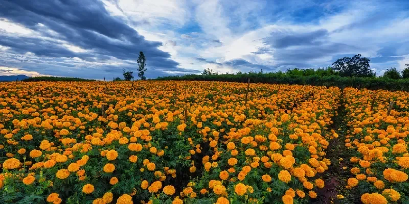 Ben Tre