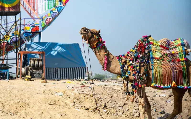 fiera dei cammelli di pushkar