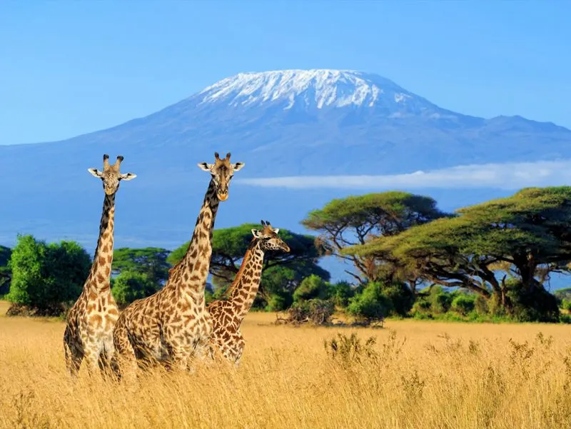 African Safari