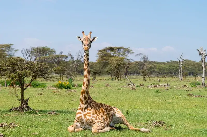Giraffe sitting in Lake Naivasha