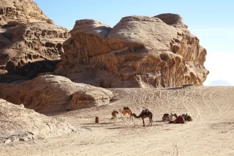 Dromedari tra le rocce di arenaria di Wadi Rum