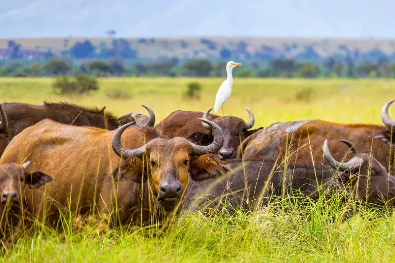 Buffalo herd in Queen Elizabeth National Park