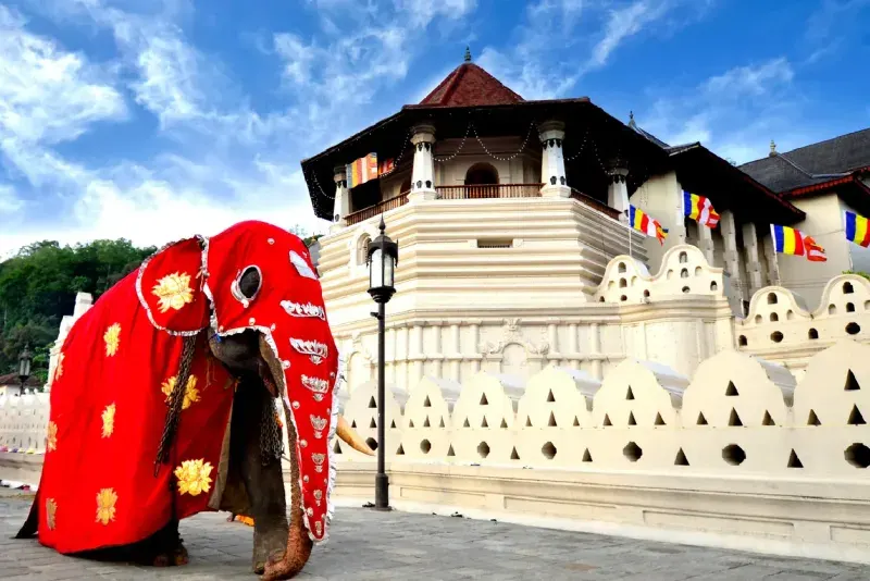 Elephant standing in front of the Temple of the Tooth in Kandy