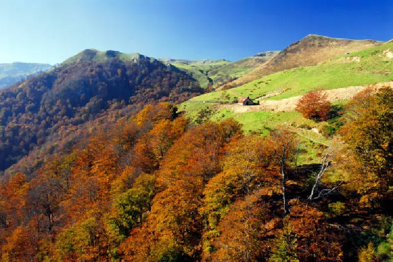 Bunte Herbstblätter im Irati-Wald in Frankreich, Nebel und friedliche Waldlandschaft