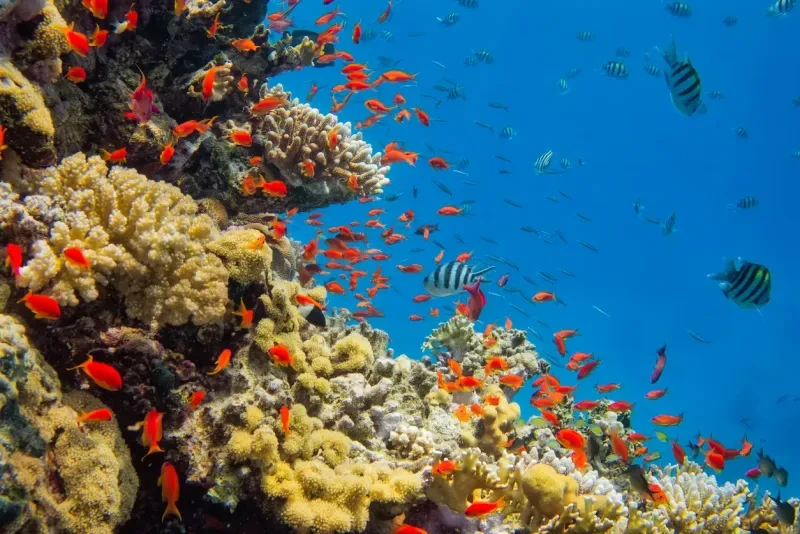 El Mar Rojo, Egipto