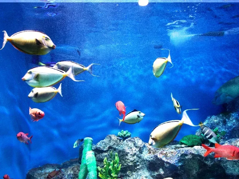 Acuario de Fakieh en Yeda: Guía Completa | Horarios y Tips