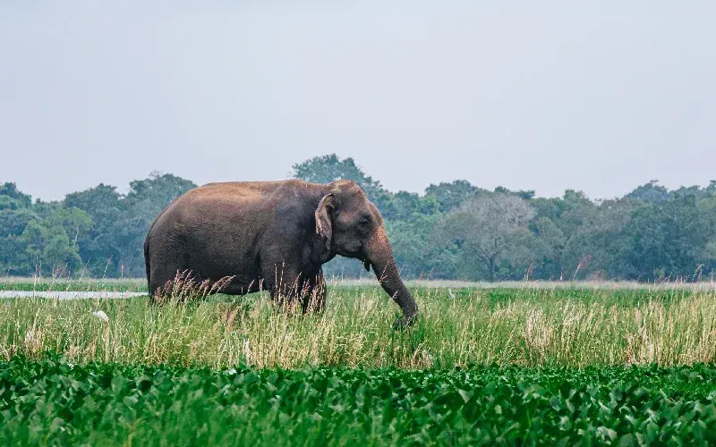 Polonnaruwa, Sri Lanka