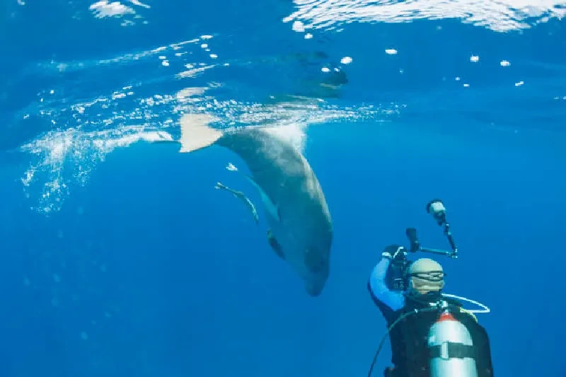 Dugong schwimmt ruhig neben einem Taucher, der als Unterwasserfotograf die Meereswelt dokumentiert