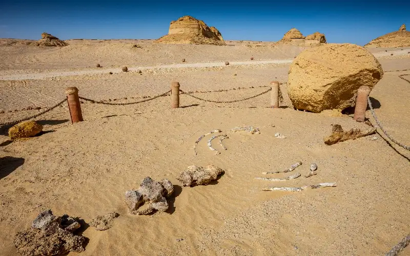 Wadi el Hitan Fossils