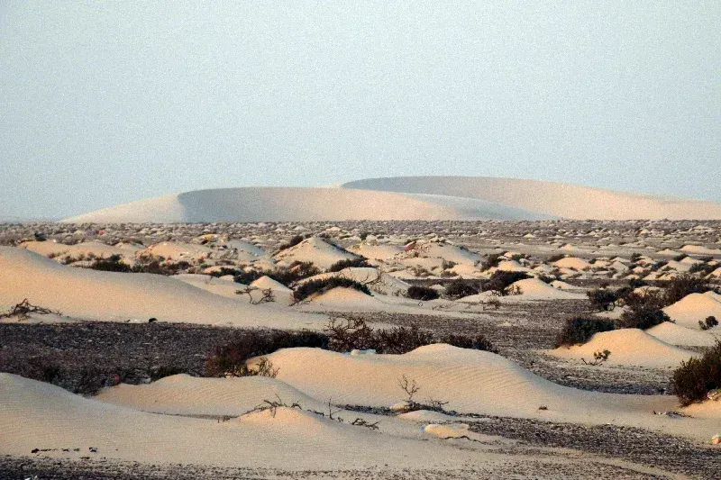 Weite Sanddünen in der Westsahara, geformt vom Wind unter klarem Himmel.