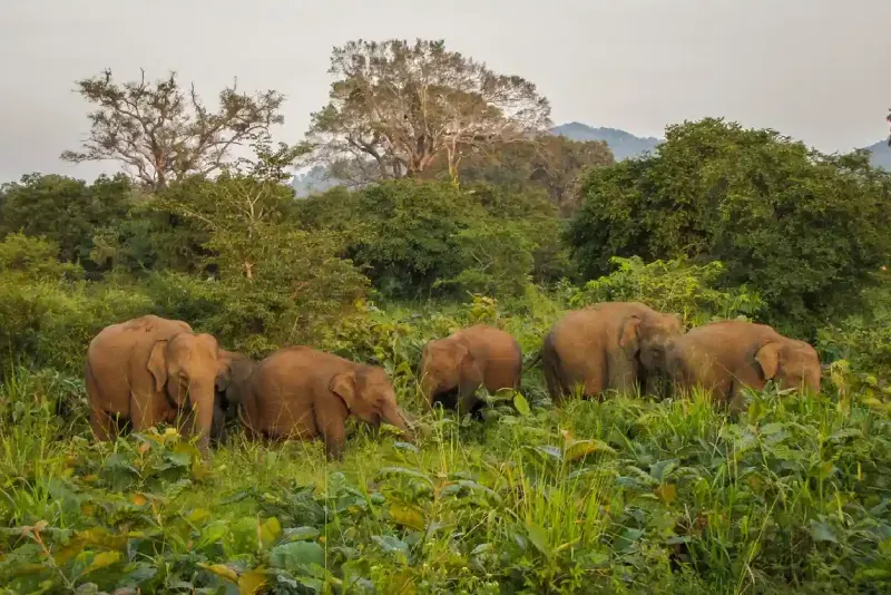 Elephants in Udawalawe National Park 