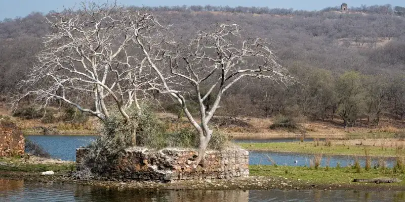 lago Padma Talao, Parque Nacional de Ranthambore.