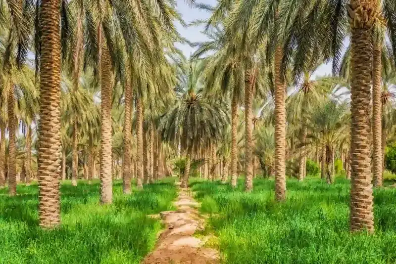 Date palm grove in desert oasis Douz / Tunisia.