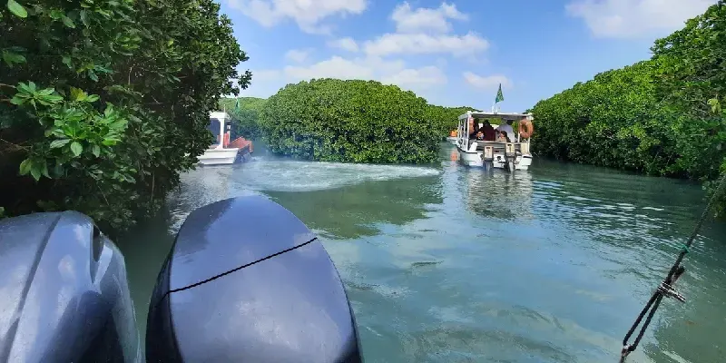 Los barcos turísticos pasan por exuberantes bosques de manglares cerca de la isla Farasan en Jazan.