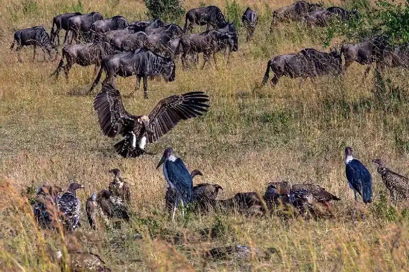 Exhausted wildebeest move on as vultures and storks feed nearby after crossing the Mara River