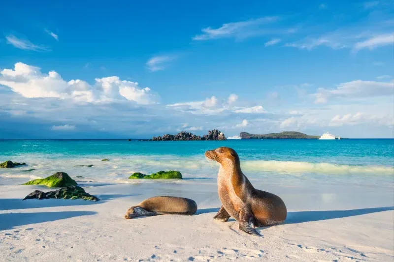 Galápagos-Seelöwe am Strand der Insel Española auf den Galápagos-Inseln.