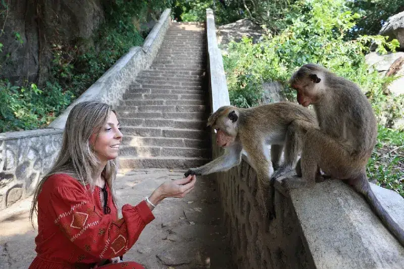 Tourist feeds the monkeys on the way to Dambulla Cave Temple