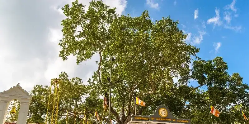 Árbol Sri Mahabodhi, Sri Lanka.