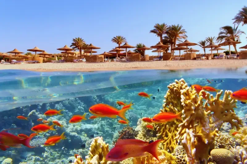 Spiaggia idilliaca con palme e ombrelloni, Mar Rosso, Egitto