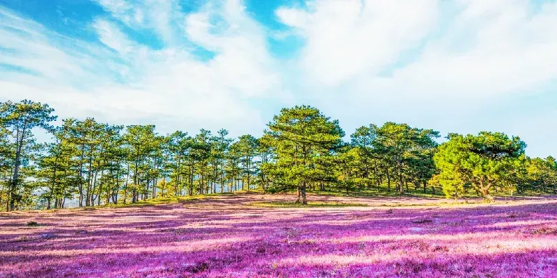 Asombroso paisaje matutino de Dalat, Vietnam, con bosques de pinos y colinas de hierba rosada en las tierras altas.