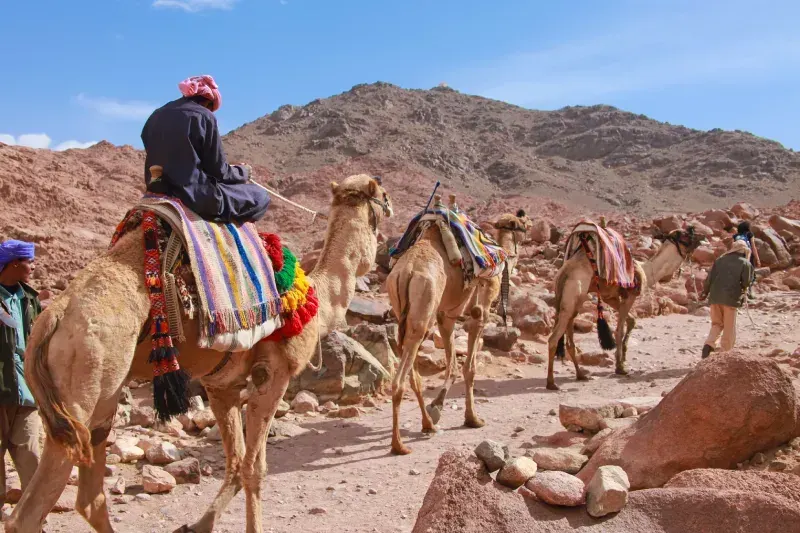 Guida su Cmmello durante la salita al Monte Sinai