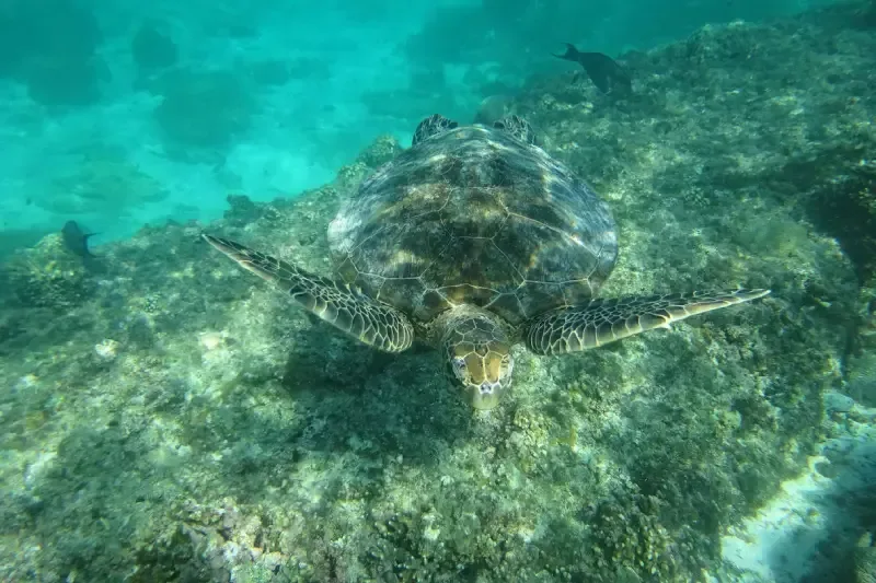 Tartaruga verde alle Isole Daymaniyat, Oman.