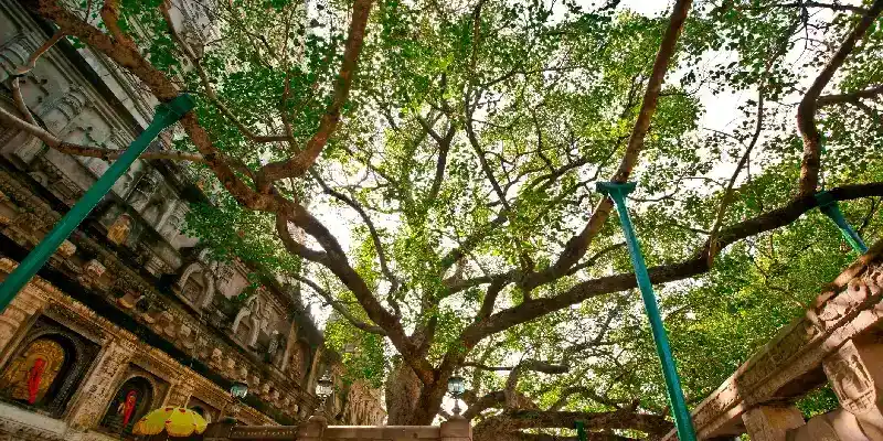 Templo Mahabodhi, Sri Lanka.