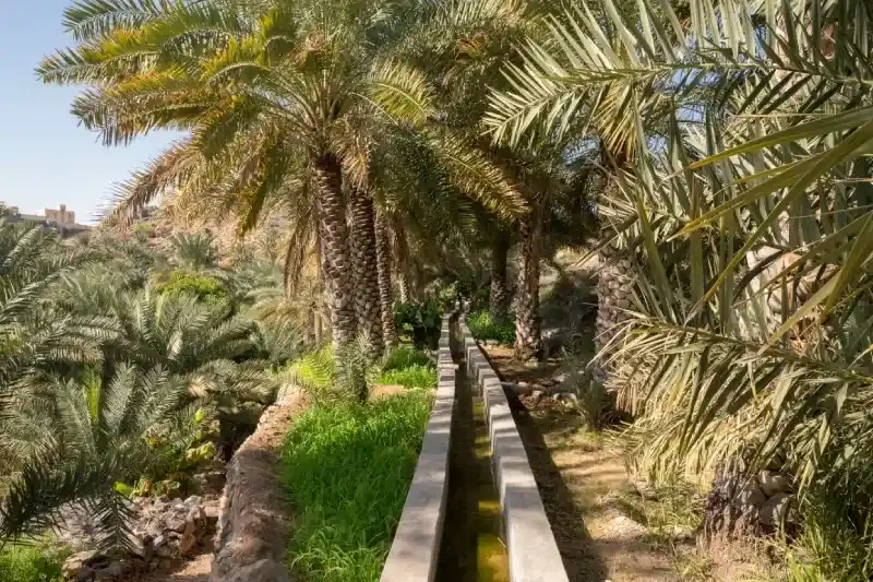Tradizionale sistema di irrigazione falaj nel villaggio montano di Misfat, Oman.