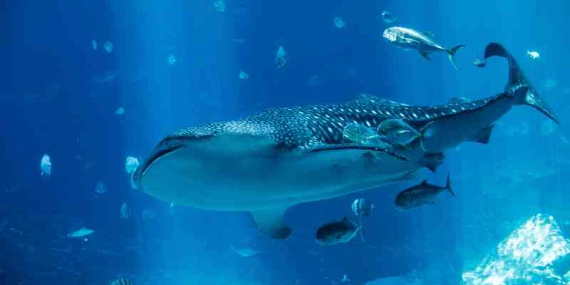 Acquario Churaumi Okinawa