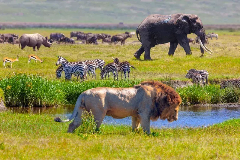 Rhinos, springboks, zebras, elephants, and lions in Serengeti National Park