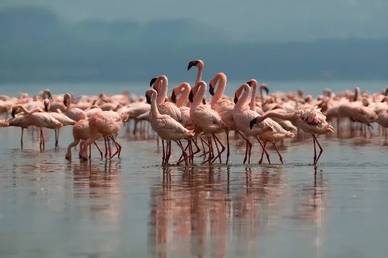 Pink lesser flamingos dancing at sunrise at Lake Nakuru