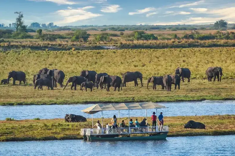 Tourists spot elephants and buffalos from a boat in Chobe National Park